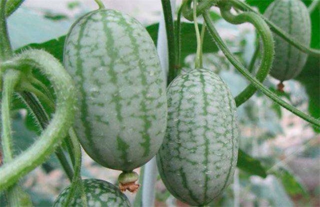 拇指西瓜种植办法