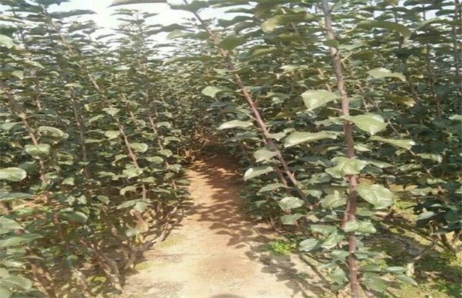 苹果种子种植办法