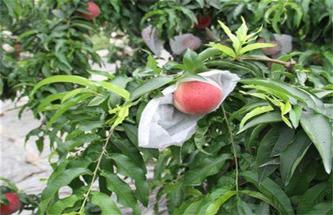 桃树的套袋办法
