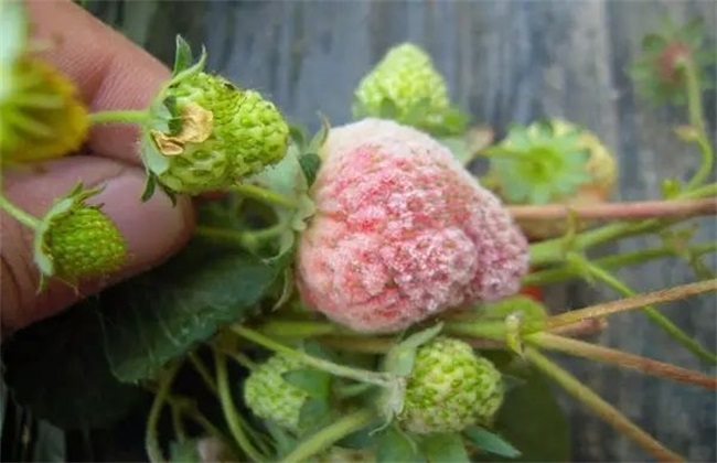 草莓经常遇见病害及防治