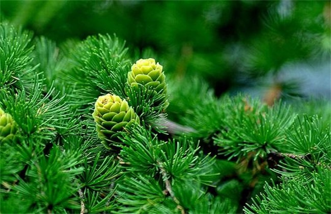 松子的种植办法