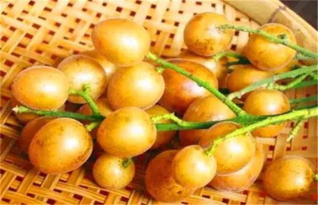 经常遇见的黄皮种植品种