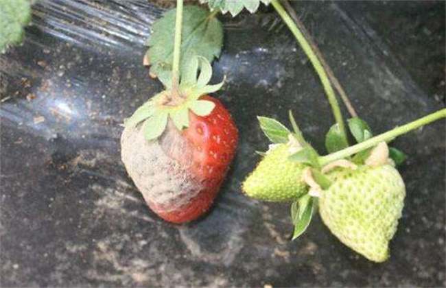 草莓烂果的原因及解决办法