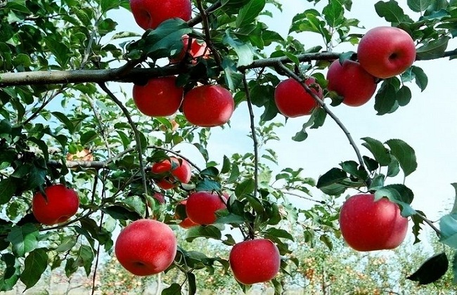 苹果树的繁殖方式