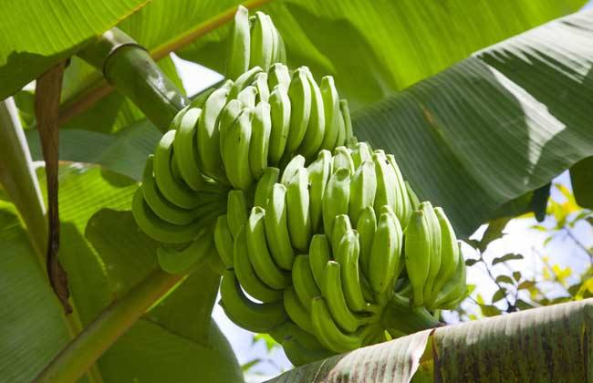香蕉种植的注意些什么