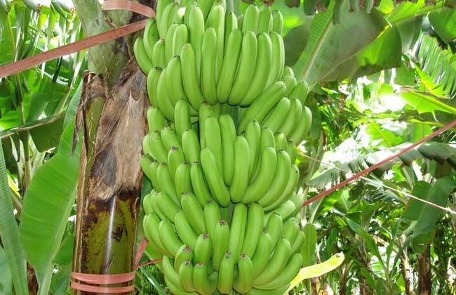 香蕉种植的注意些什么