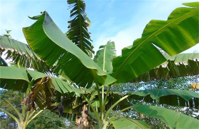 芭蕉怎么种植