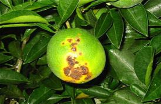 脐橙经常遇见病虫害的防治办法