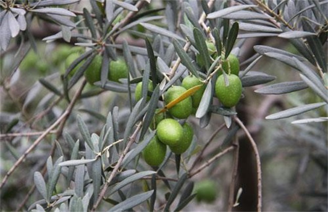 橄榄的种植办法