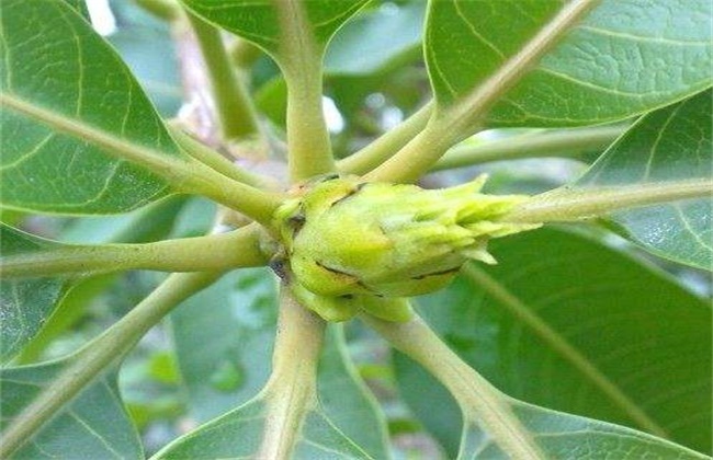 芒果早花的预防措施