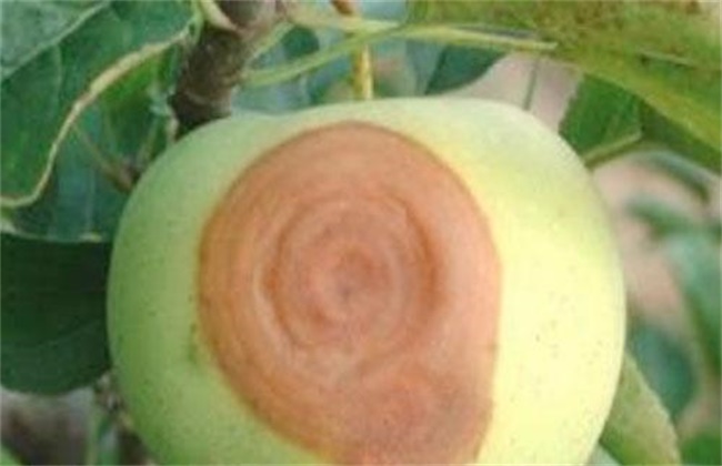 苹果烂果的原因及防治办法