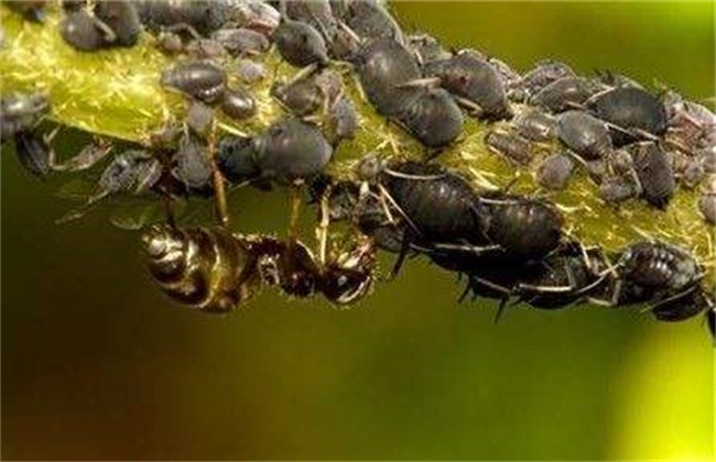 芒果落花落果的原因及防治办法