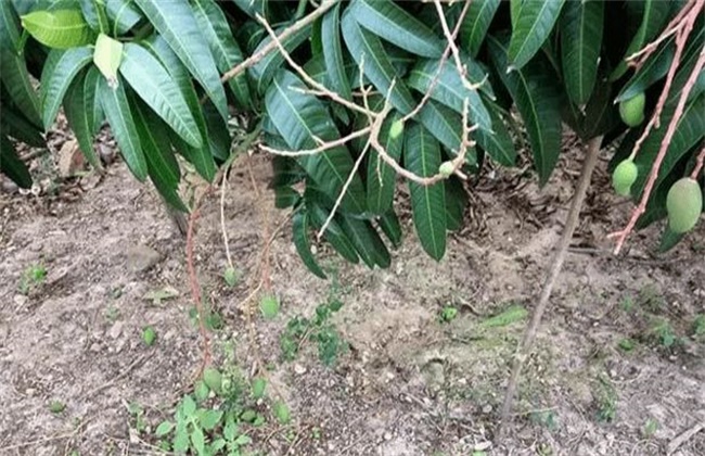 芒果落花落果的原因及防治办法