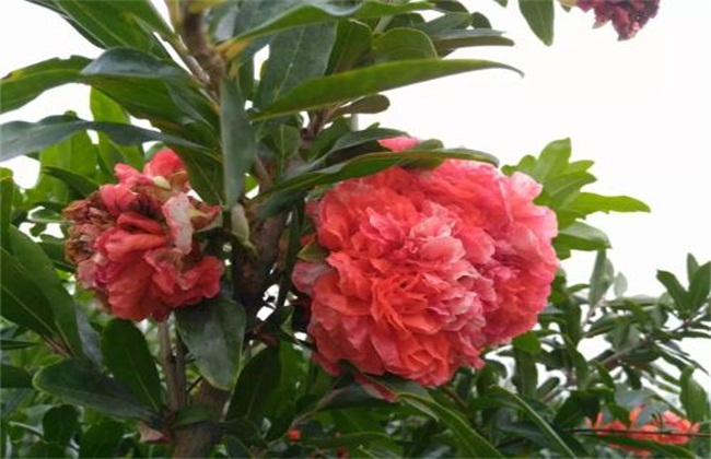 石榴经常遇见种植品种