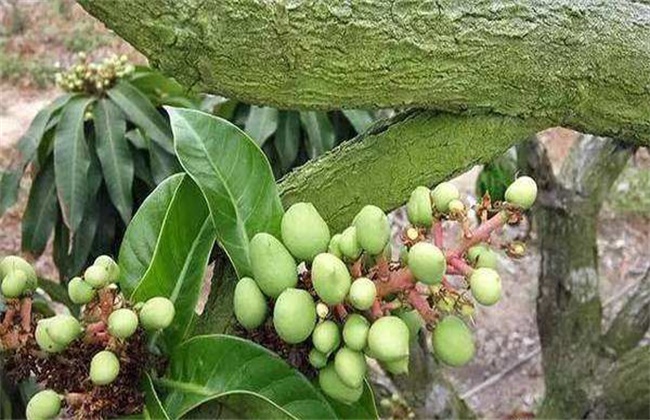 芒果落花落果的原因及防治办法