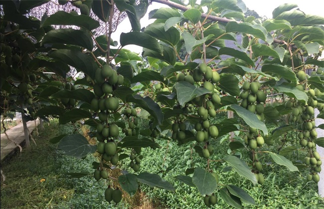 软枣猕猴桃种植注意些什么