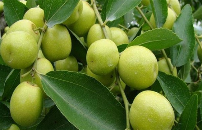 青枣种植的注意些什么