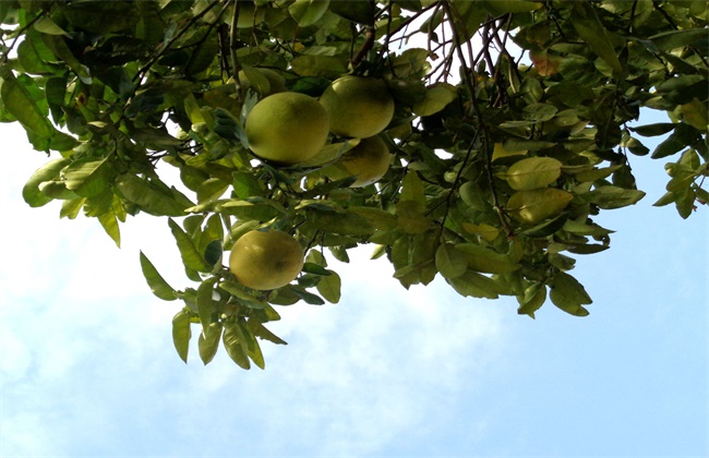 柚子树的高产栽培技术