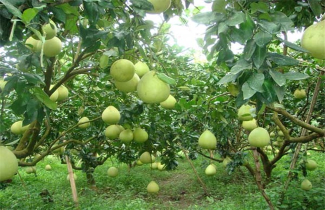 柚子树的高产栽培技术