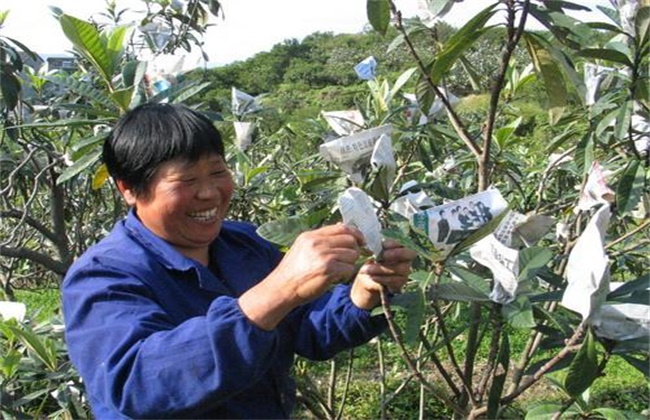 枇杷套袋的原因及办法