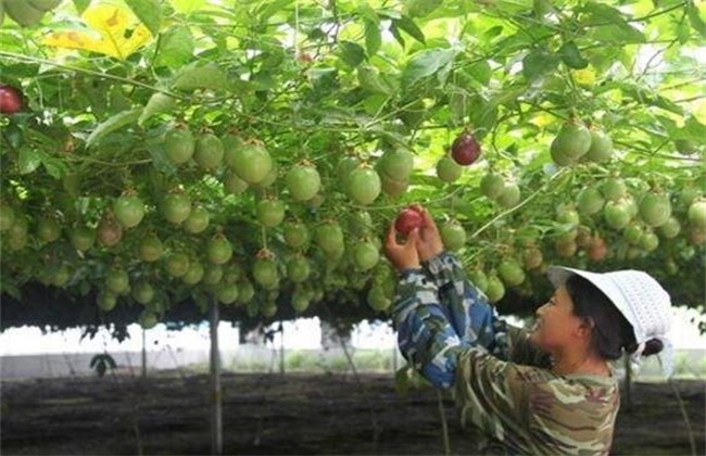 百香果的种植技术