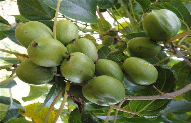 软枣猕猴桃的栽培技术