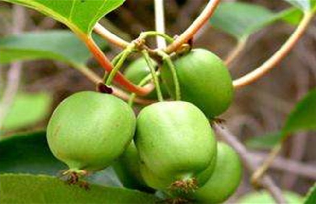 软枣猕猴桃的栽培技术