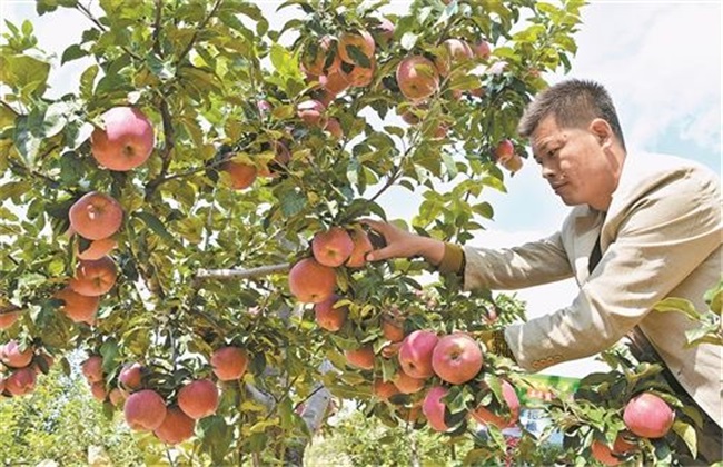 苹果该怎么种植