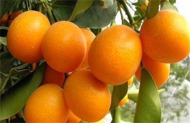 种植金桔的注意些什么