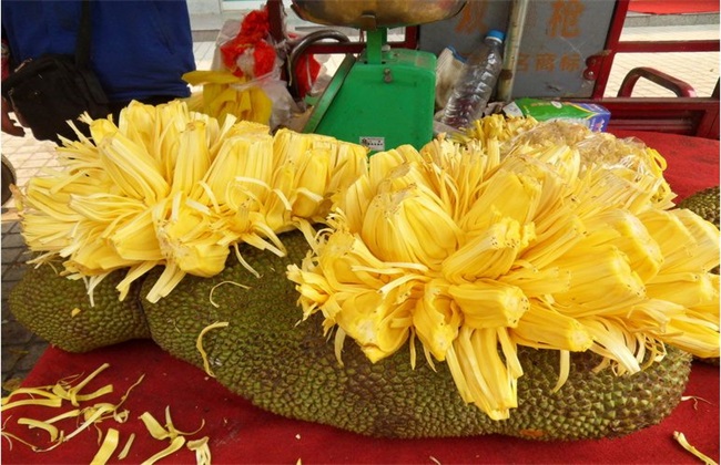 菠萝蜜的经常遇见病害及防治