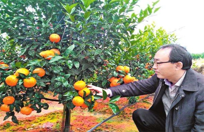种植沃柑该要注意些什么