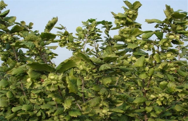榛子的高产种植技术