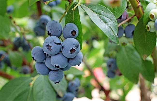 蓝莓的经常遇见病害及防治