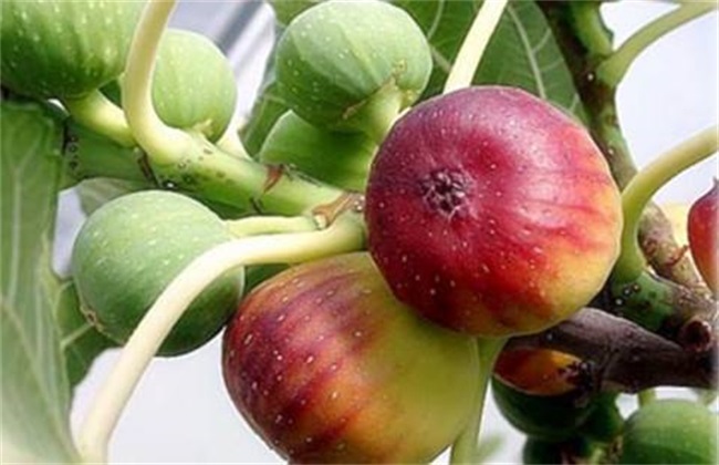 影响到无花果落果的原因