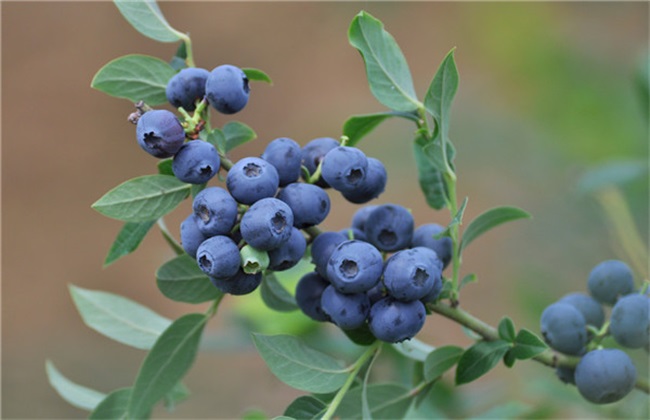 蓝莓的经常遇见病害及防治
