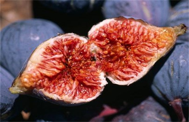 无花果缺氮解决办法