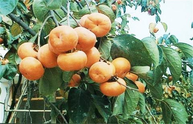 柿子树掉果解决办法