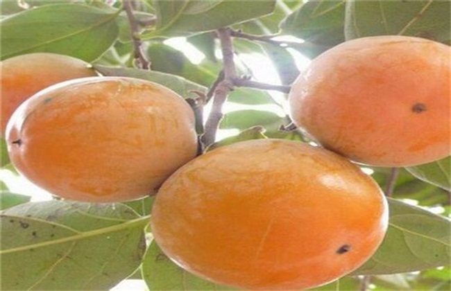 柿子树掉果解决办法