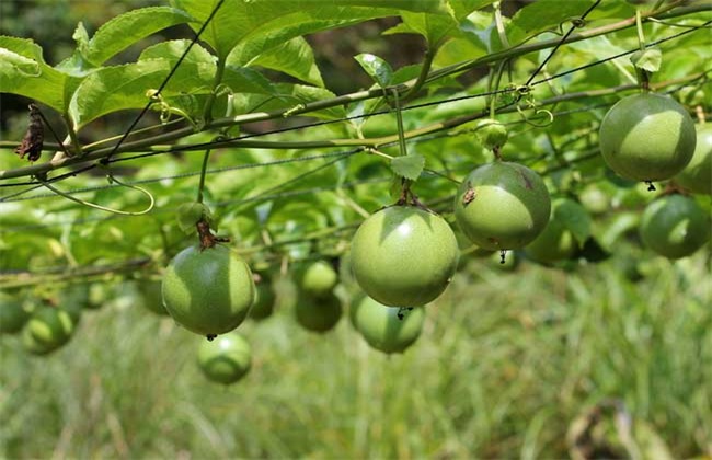 百香果怎么种植才能高产