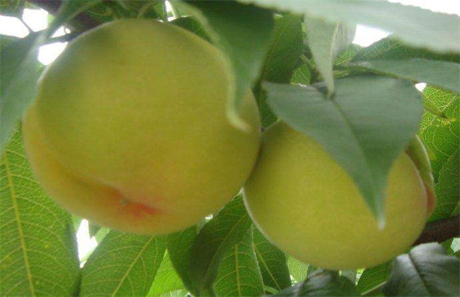 怎么提高黄桃的产量