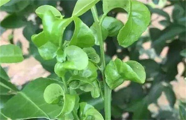柑橘卷叶原因及解决办法