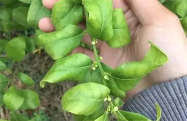 柑橘卷叶原因及解决办法