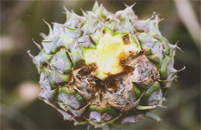 菠萝经常遇见病虫害防治办法