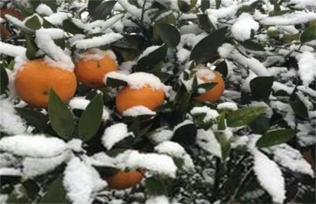 柑橘冬季防冻办法