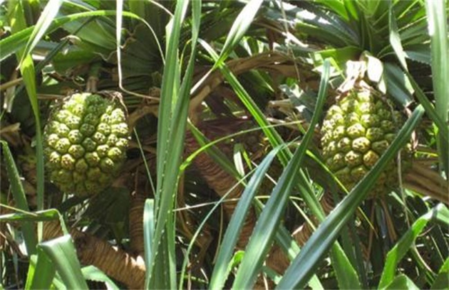 菠萝经常遇见病虫害防治办法