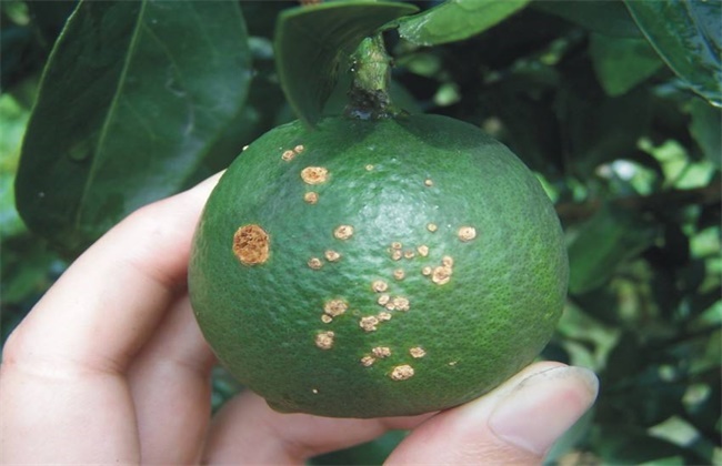柑橘的经常遇见病虫害防治办法