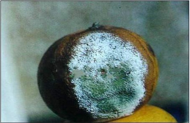 柑橘的经常遇见病虫害防治办法
