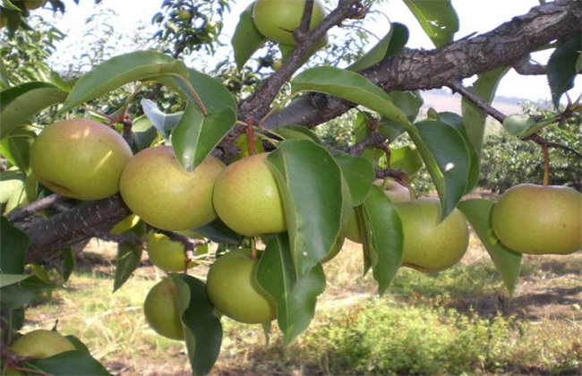 梨子的经常遇见品种