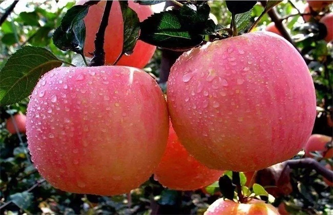 果农苹果园管理的误区