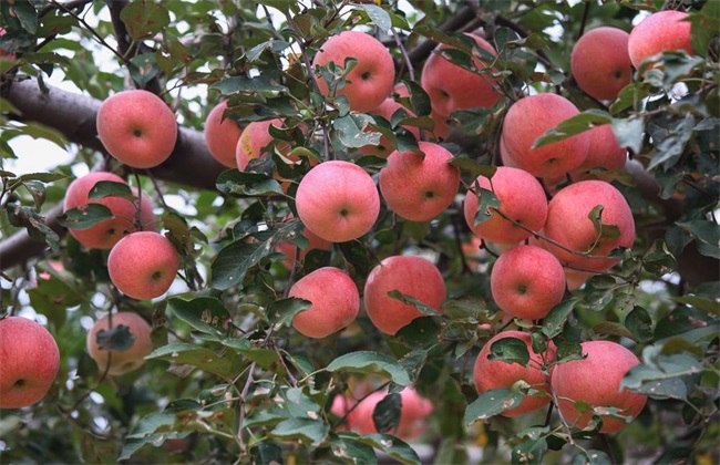 果农苹果园管理的误区